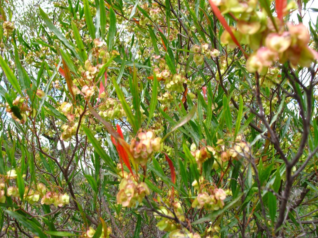 Hopbush Burnbrae 002