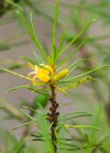persoonia-2