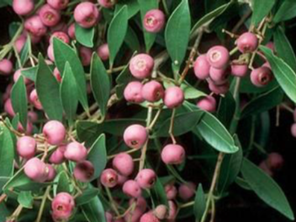 Winter 2022 Newsletter – Issue #18