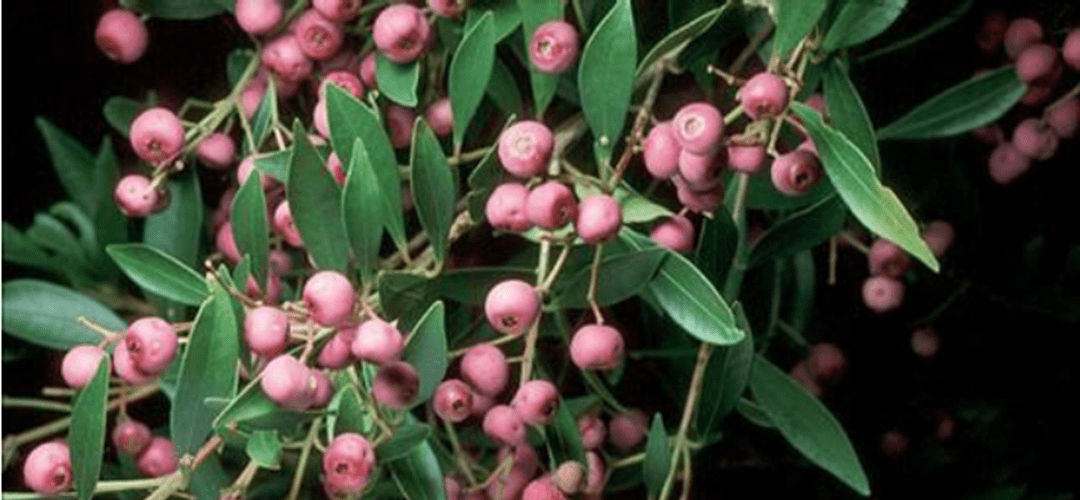 Syzygium smithii,