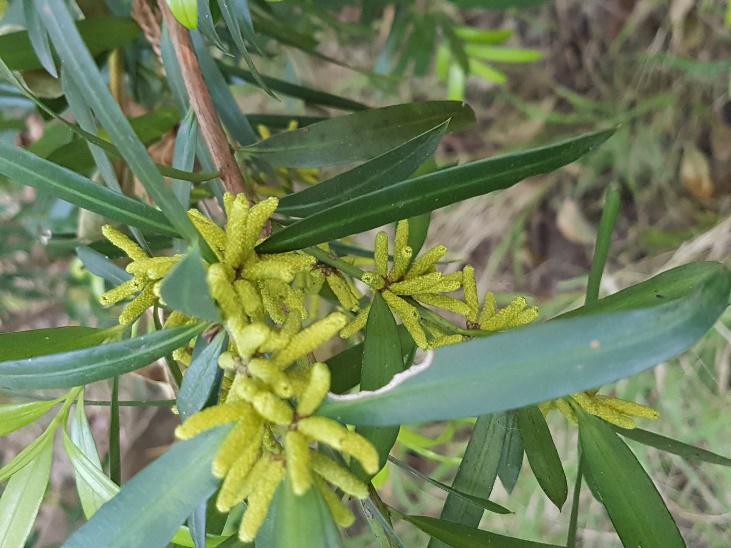 Podocarpus elatus  Information Sheet  Indigenous Plants for Health, Inc.
