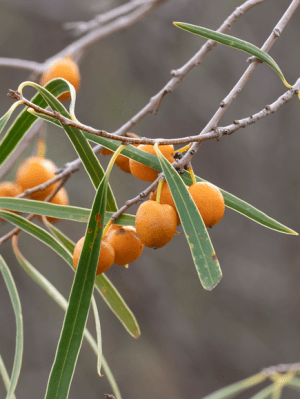 Pittosporum angustifolium – Information Sheet