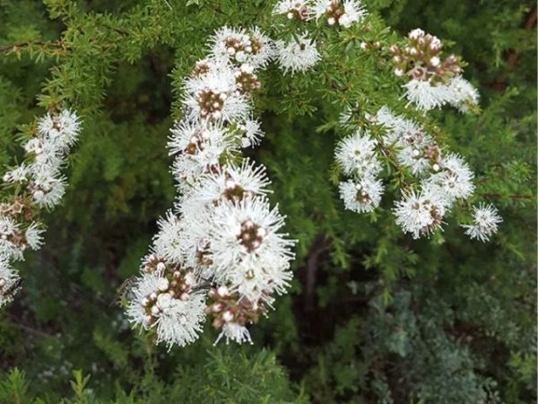 Kunzea ambigua – Information Sheet