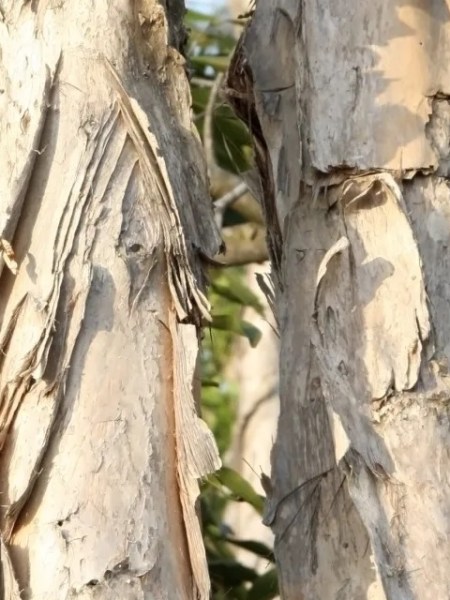 Melaleuca quinquenervia – Information Sheet