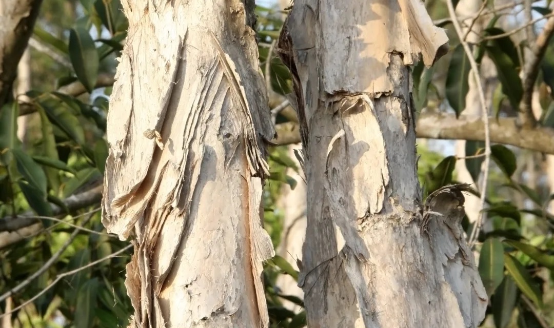melaleuca quinquenervia - bark