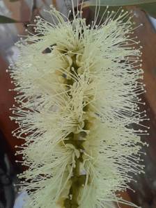 Melaleuca quinquenervia