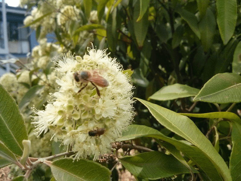 Backhousia citriodora – Information Sheet