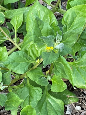 Tetragonia tetragonoides – Information Sheet