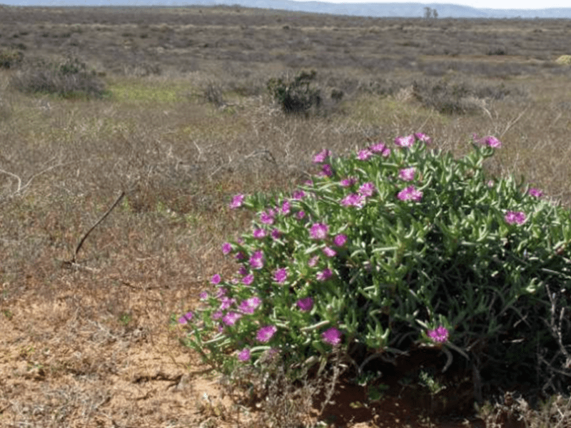 Summer 2023 Newsletter – Issue #23