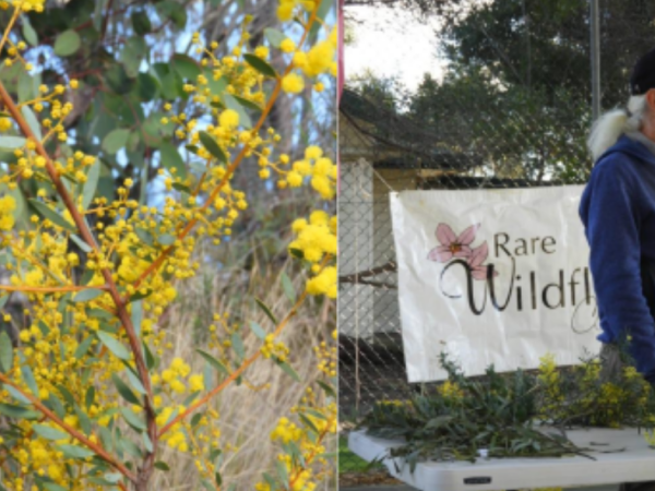 Spring 2025 Newsletter – Issue #29