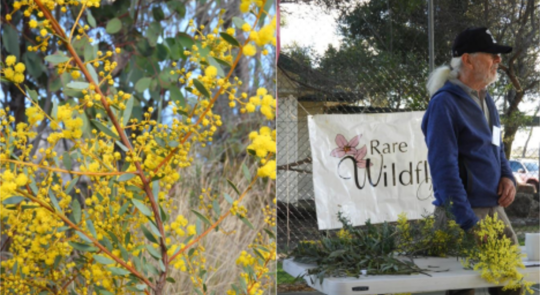 IPHA Newsletter #29 - Spring 2025